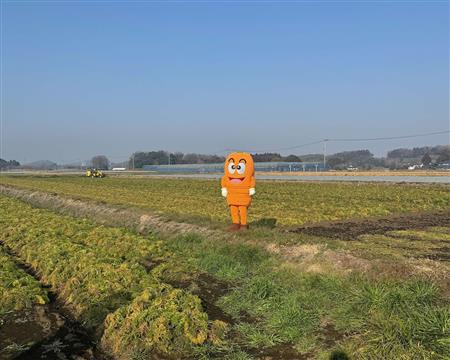 キャロッピー＠畑