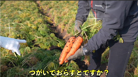人参収穫(1)