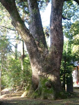 15入道水菅原神社の楠