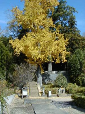 20下津久礼日吉神社の銀杏02