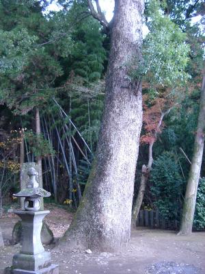 19下津久礼日吉神社の楠