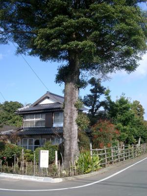 16鉄砲小路鳥栖家の木斛