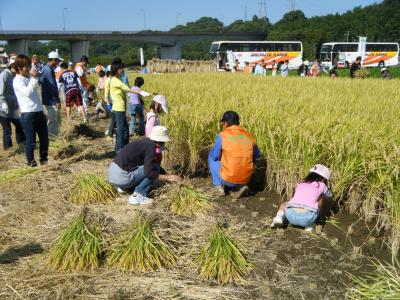 下津久礼（しもつくれ）の田んぼで稲刈りをする子どもたち