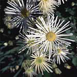 町花 菊