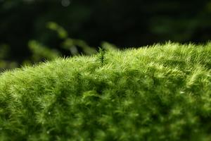 岩に生えた苔の上に着床し発芽した杉